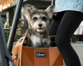M8 Electric Scooter